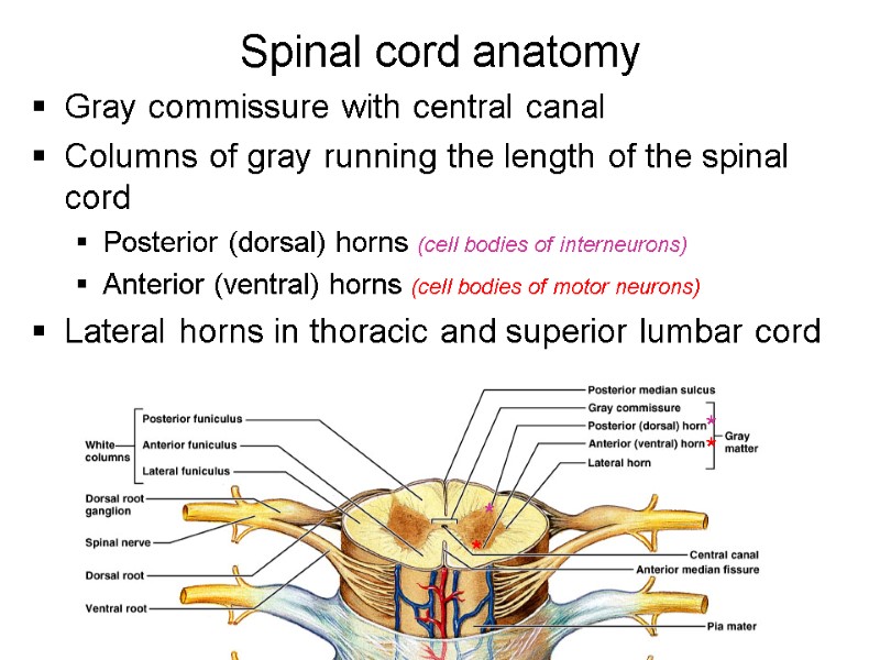 Spinal cord anatomy Gray commissure with central canal Columns of gray running the length